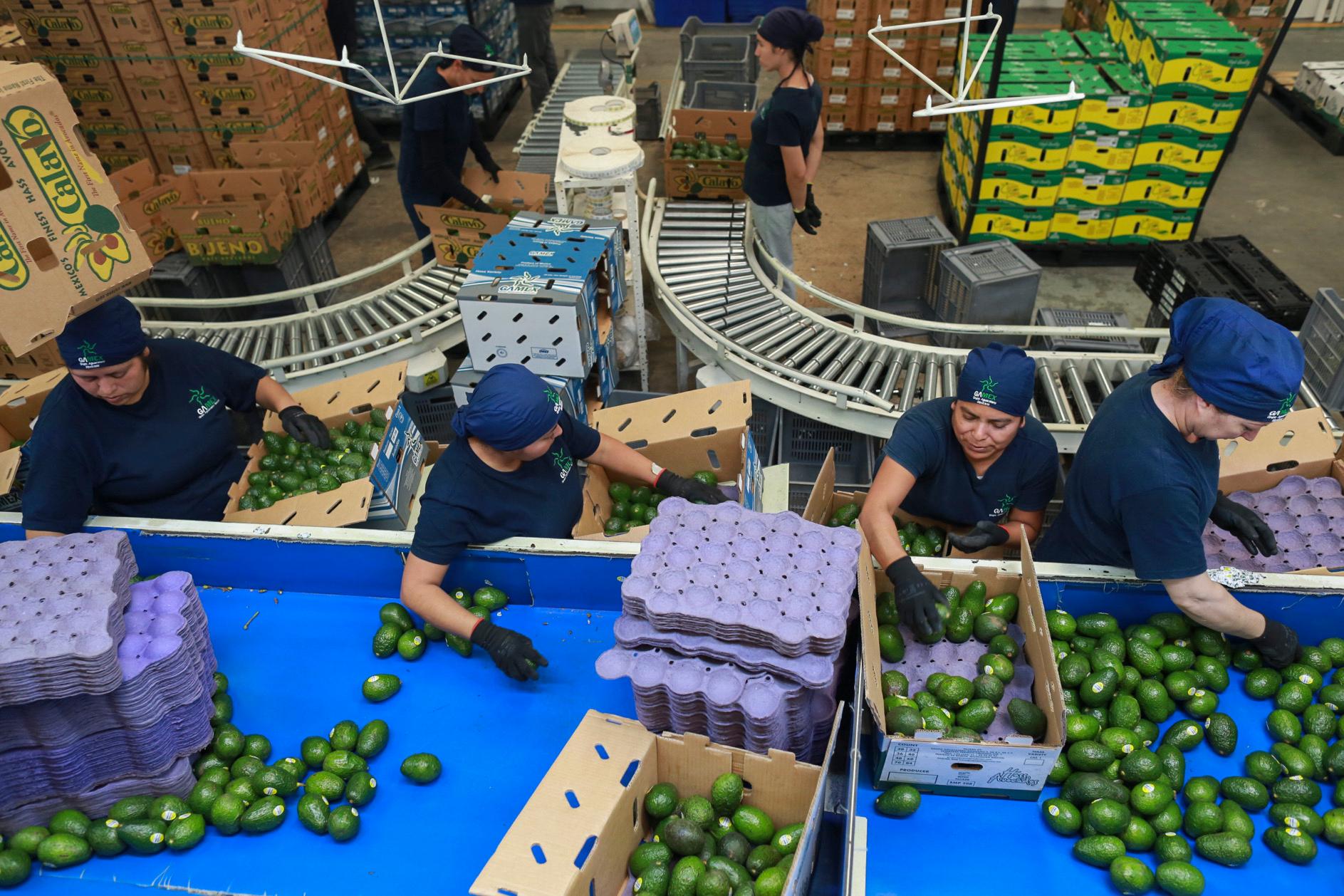 Workers sort avocados at a packing plant in Uruapan, Mexico Wednesday, Nov. 27, 2024.