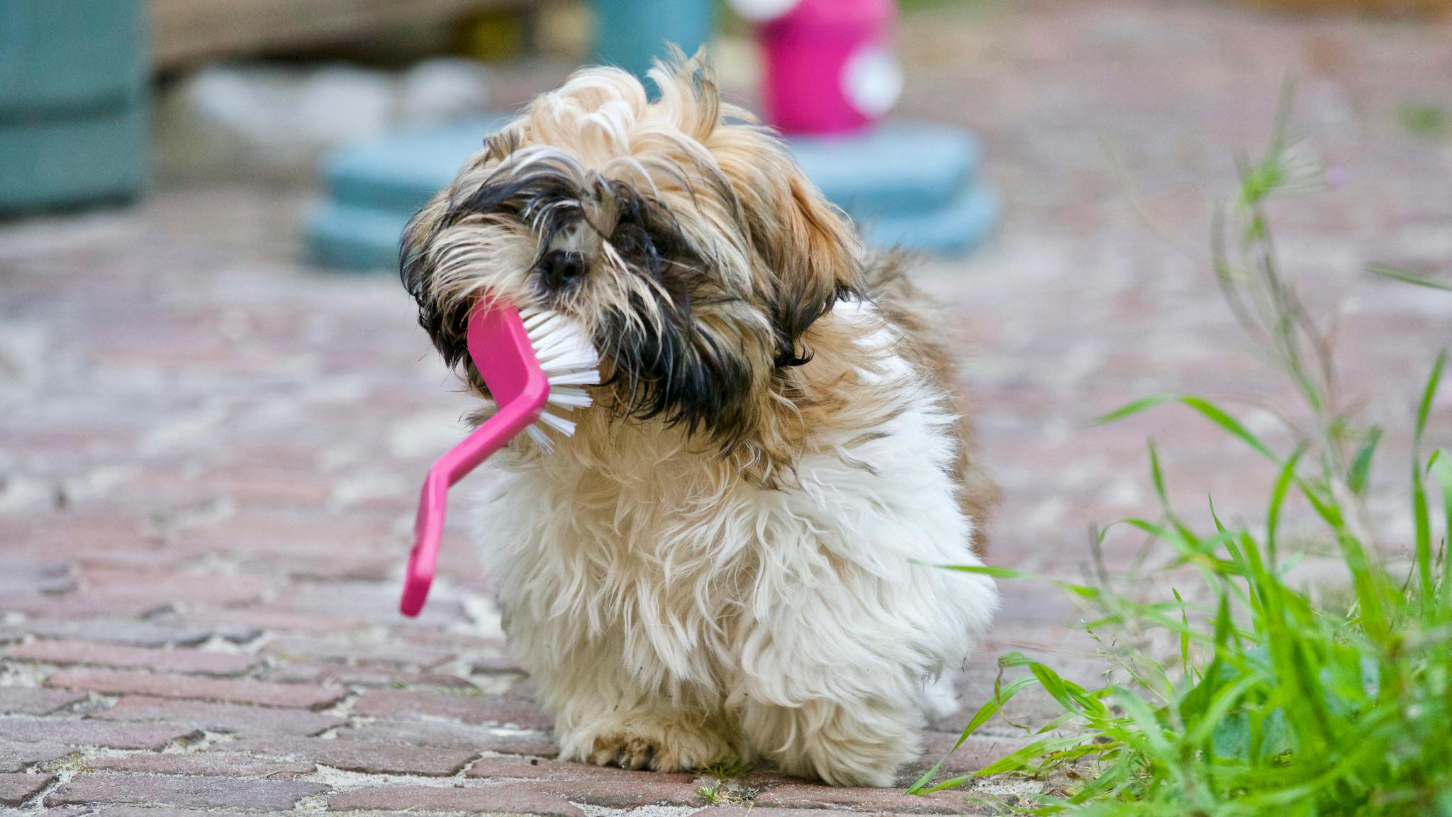“Most pet owners would consider their pets family, doing whatever it takes to keep them safe and healthy. 