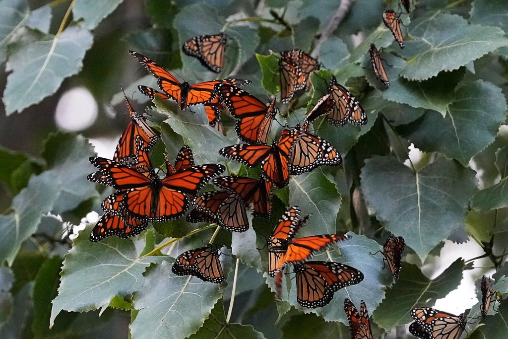 In the monarch's case, the proposed listing would generally prohibit anyone from killing or transporting the butterfly.
