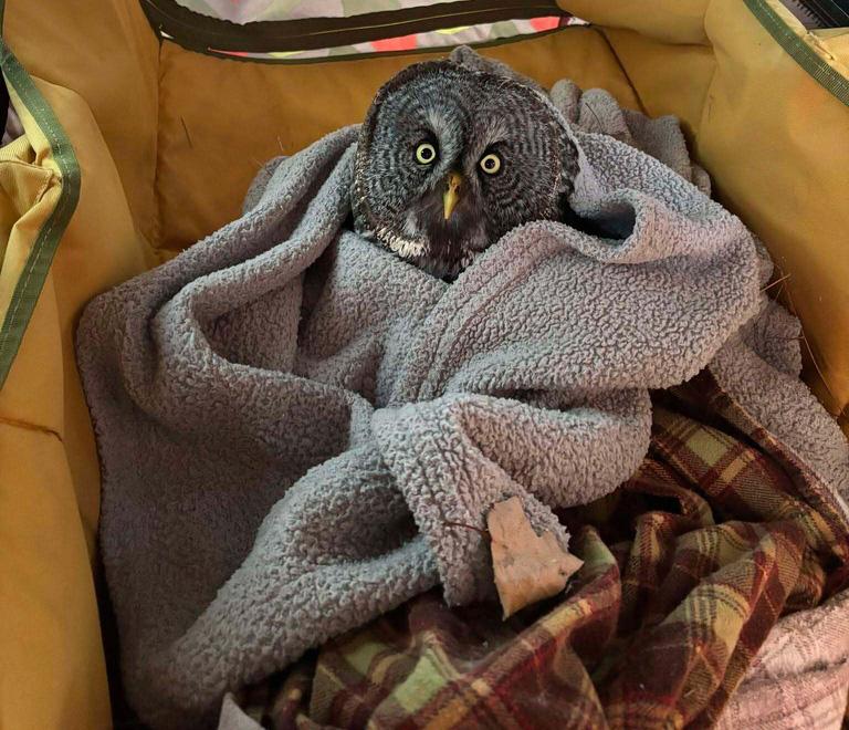 “I definitely thought that I had had my fix of owls with the first one."