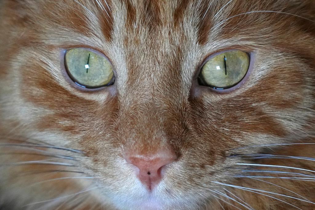 Cat close up