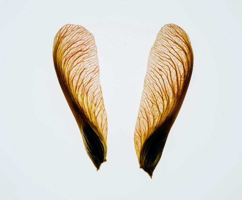 Helicopter Maple Seeds