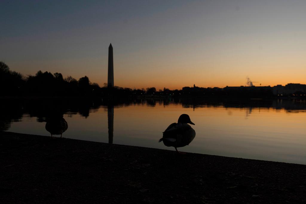 duck in D.C.