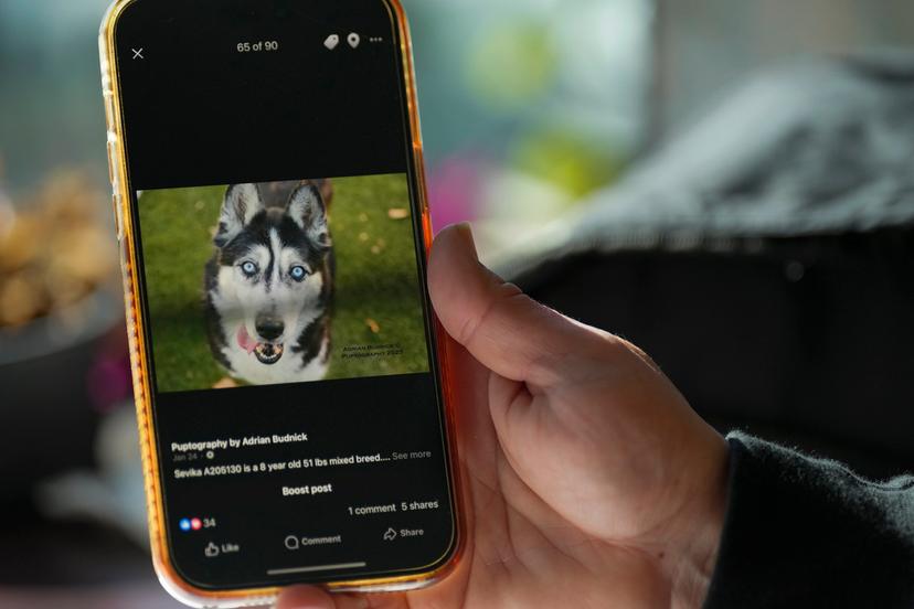 Adrian Budnick displays a photo of a dog on her phone at the Metro Animal Care and Control office 