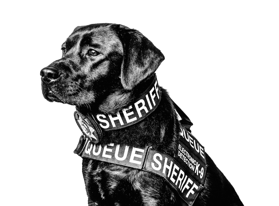 black and white graphic of labrador wearing sherriff harness