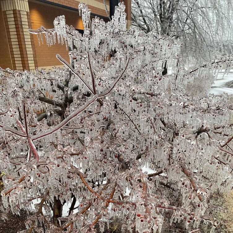 Bush is coated with thick ice outside the National Weather Service office in Gaylord, Mich.