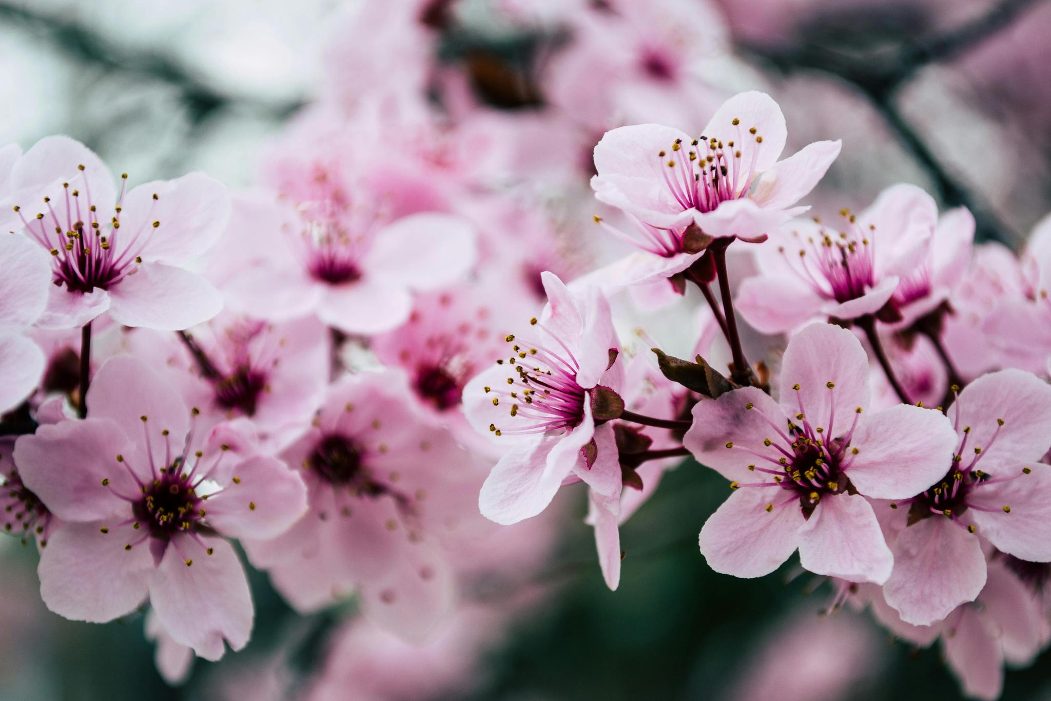 cherry blossoms