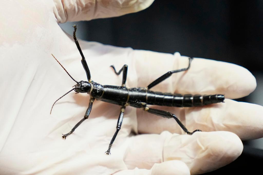 Critically endangered Lord Howe Island stick insect, nicknamed "tree lobster"