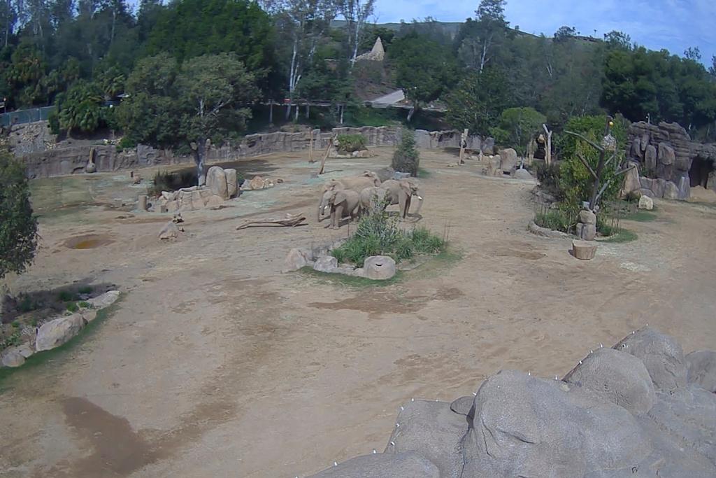 Herd of elephants forming a circle to shield the two calves, Zuli and Mkhaya, during an earthquake 