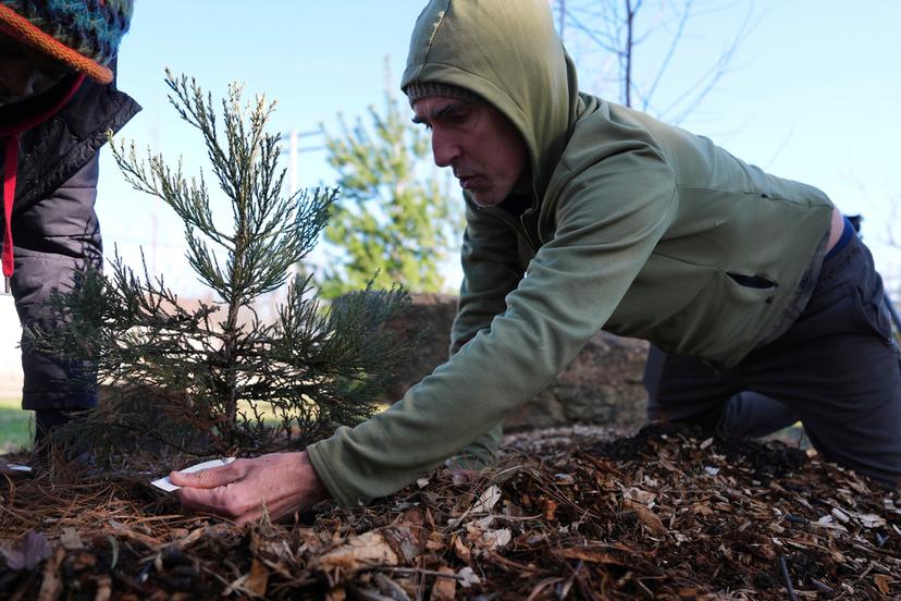 Andrew "Birch" Kemp checks a tag on a planted sequoia tree seedling in Detroit