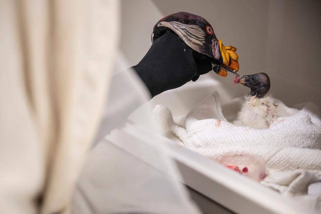 A baby vulture at a New York zoo is being fed not by another bird but by hand puppet