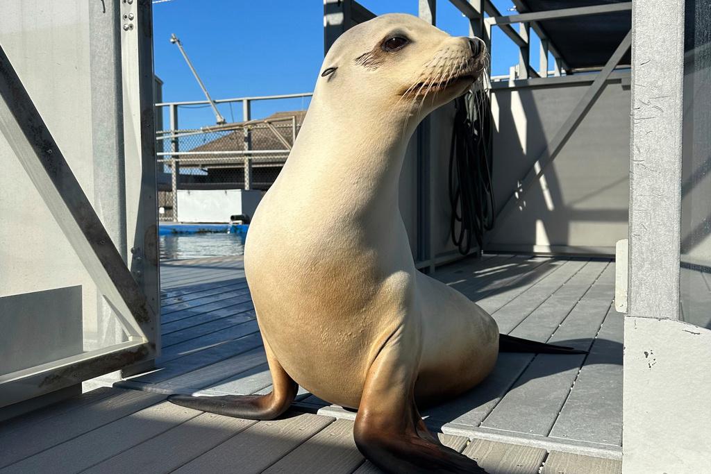 California sea lion 'Ronan' in Santa Cruz, Calif.