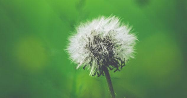 Single Dandelion