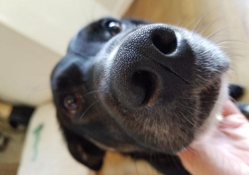 What Our Dogs are Teaching Us