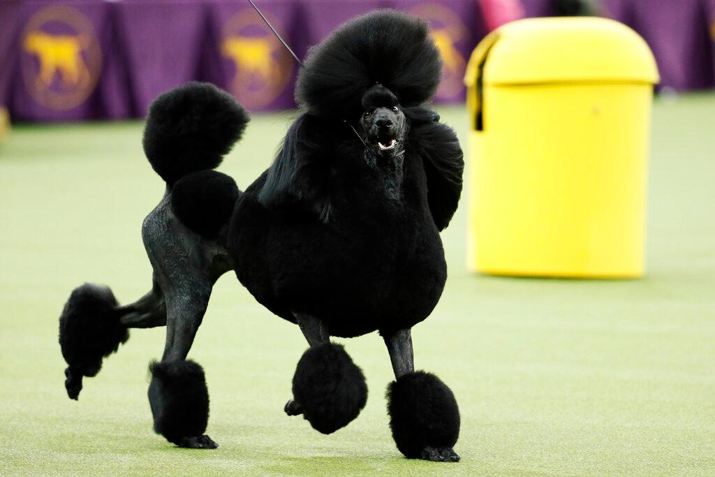 Poodle Wins At Westminster Dog Show 