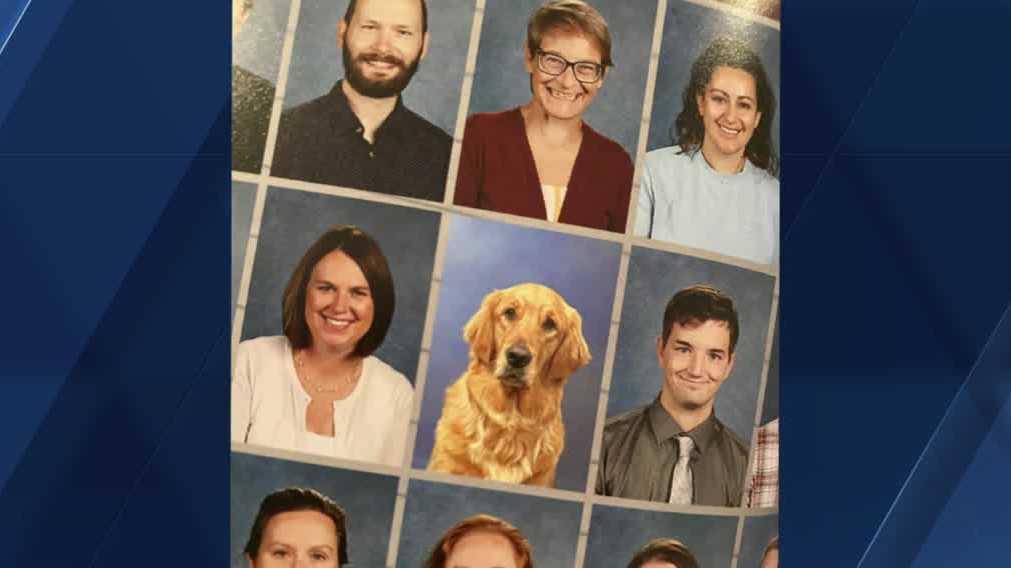 support dog