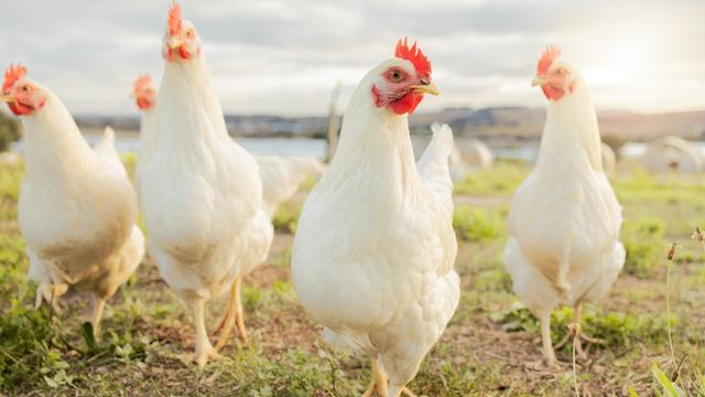 chickens