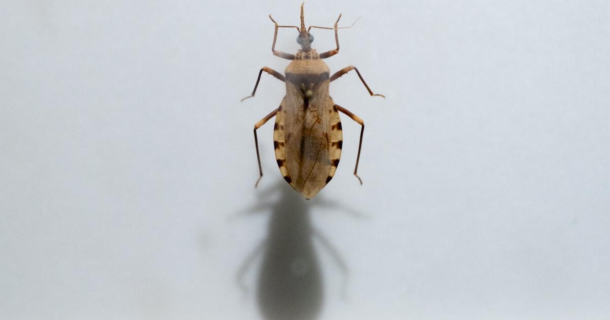 kissing bug