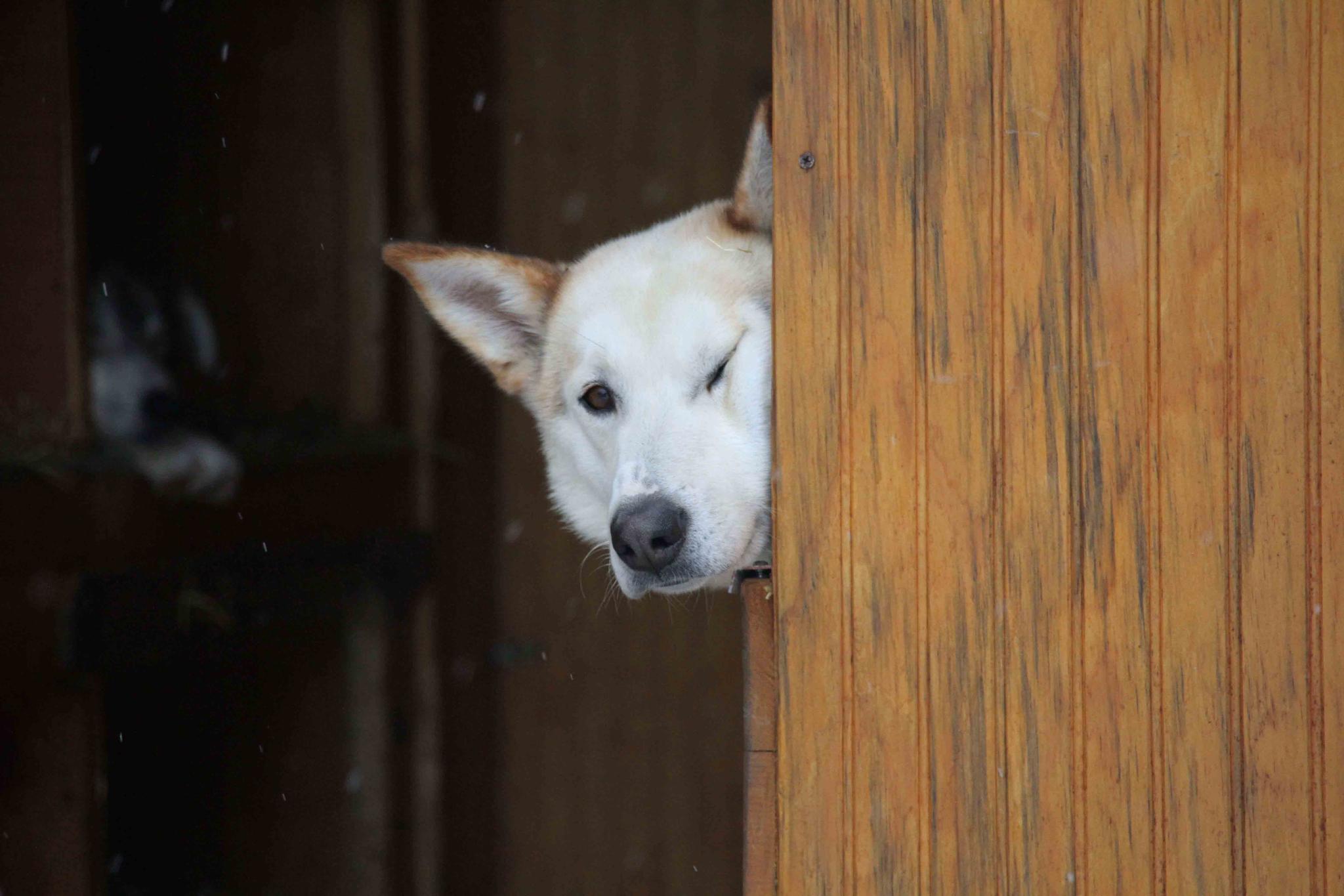 A sled dog on Kristy Berington's team peaks around the corner in the musher's truck before the ceremonial start of the Iditarod Trail Sled Dog Race
