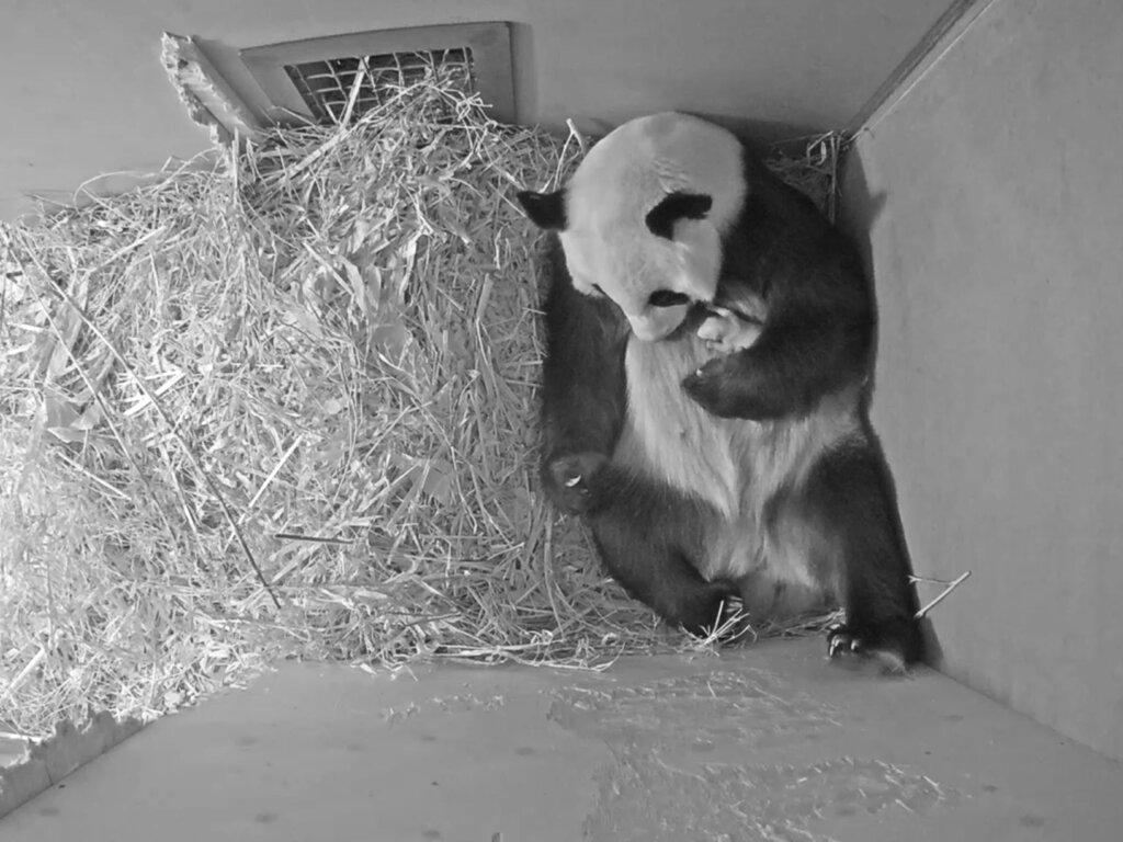 Netherlands Panda Cub 
