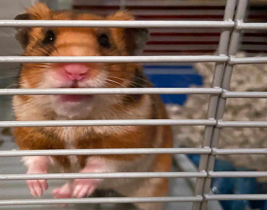 hamster in cage