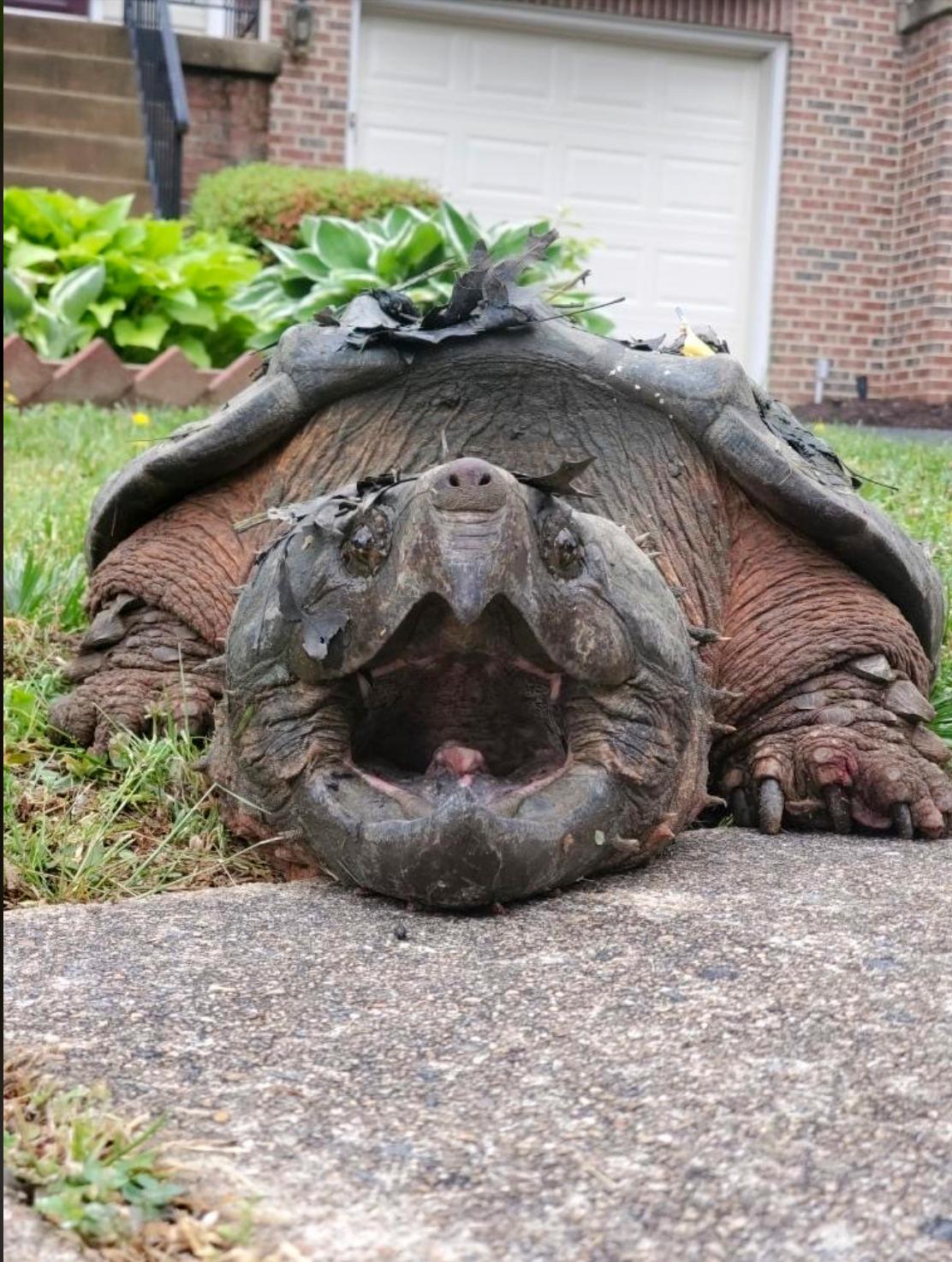 Fairfax Turtle on yard
