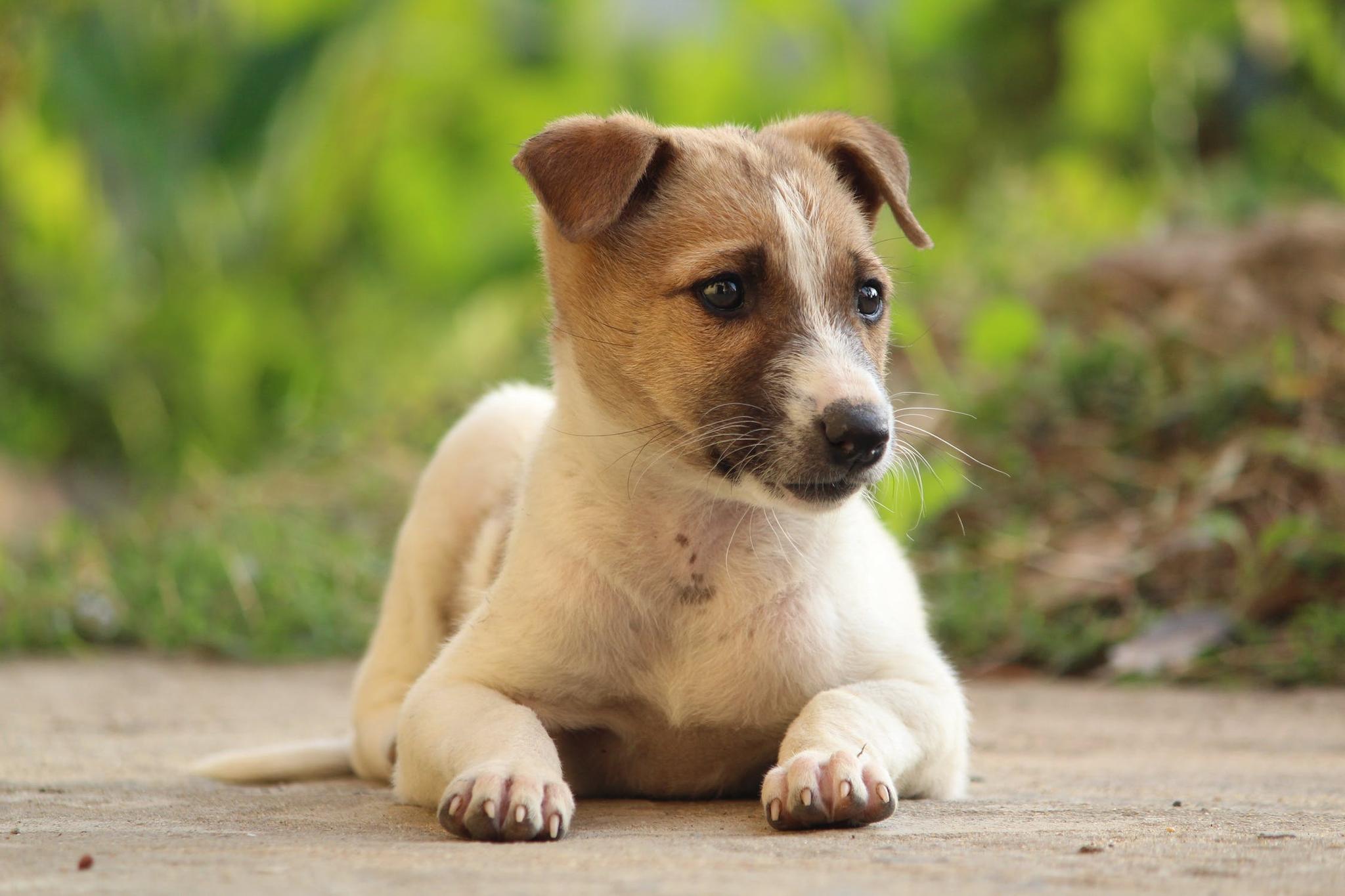 Puppy 