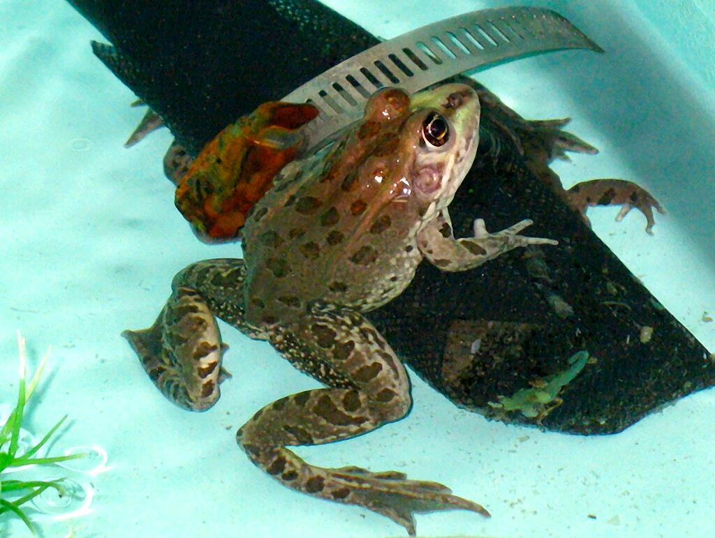 Threatened Chiricahua leopard frog