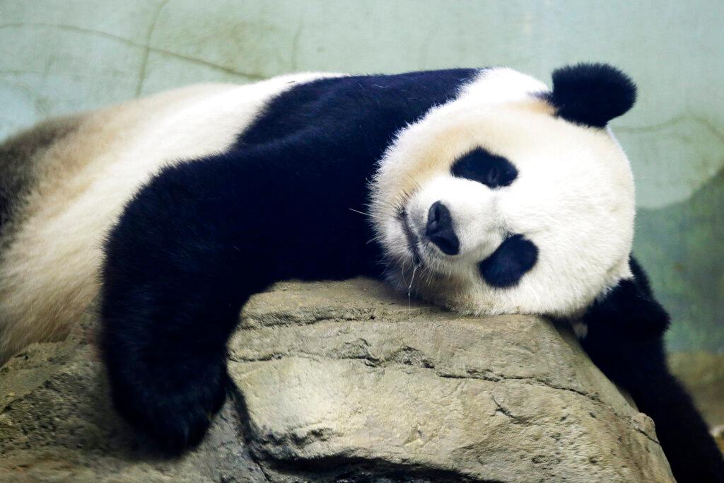 The Smithsonian National Zoo's Giant Panda Mei Ziang, sleeps in the indoor habitat 