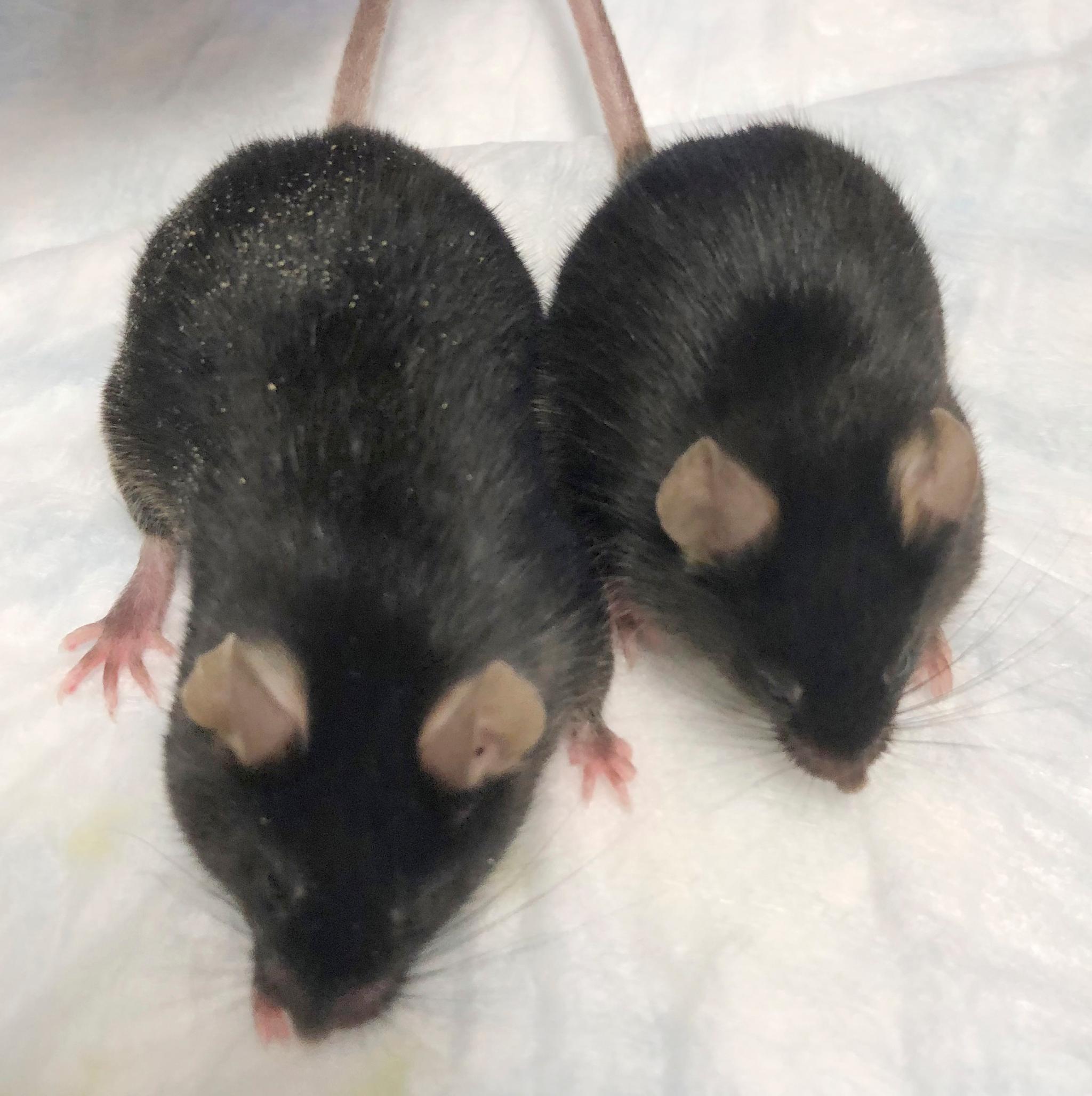 Buff space mice maintain muscle mass in space