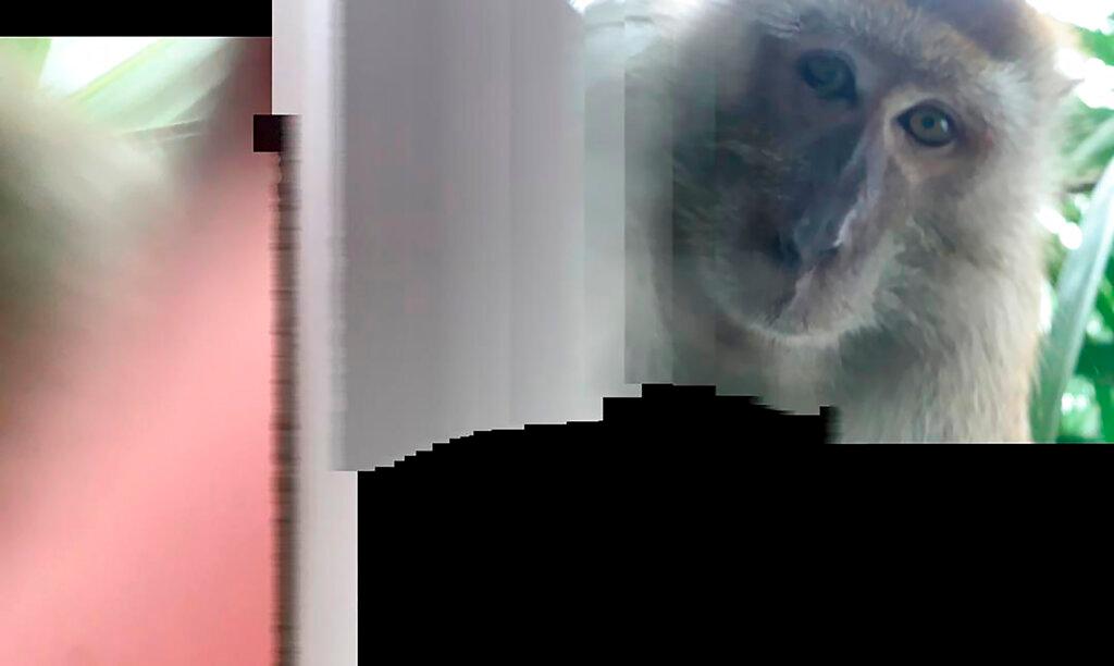 Monkey Selfie 