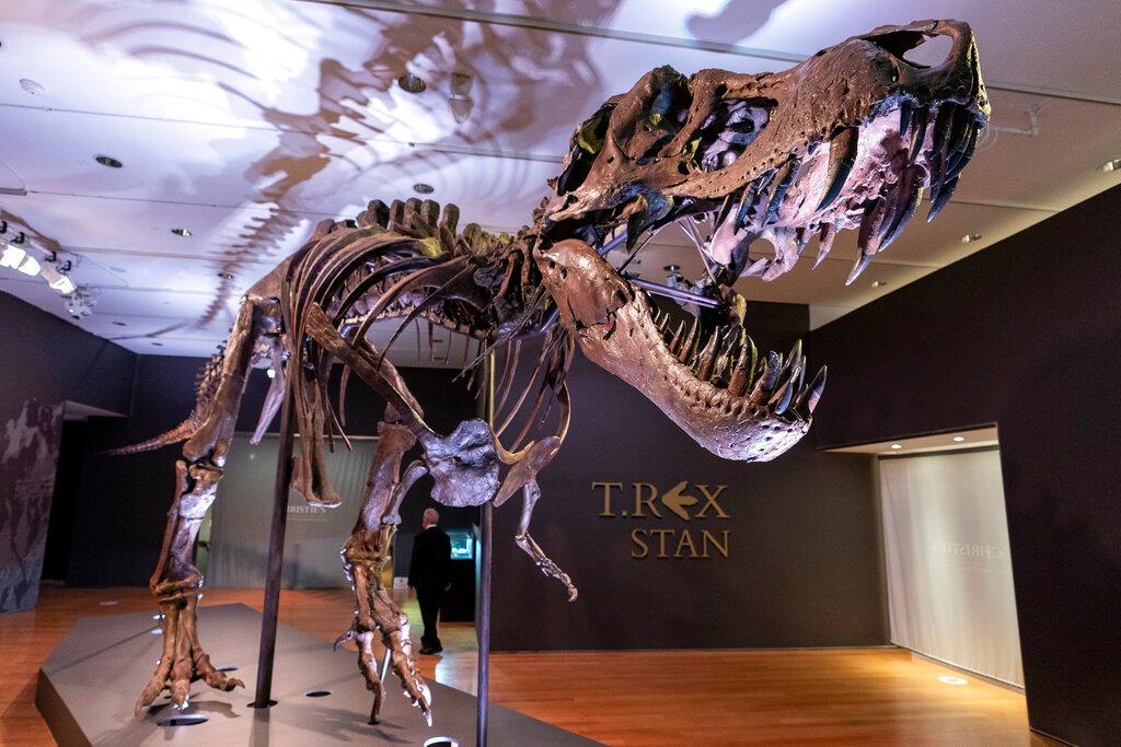 Stan the T rex 