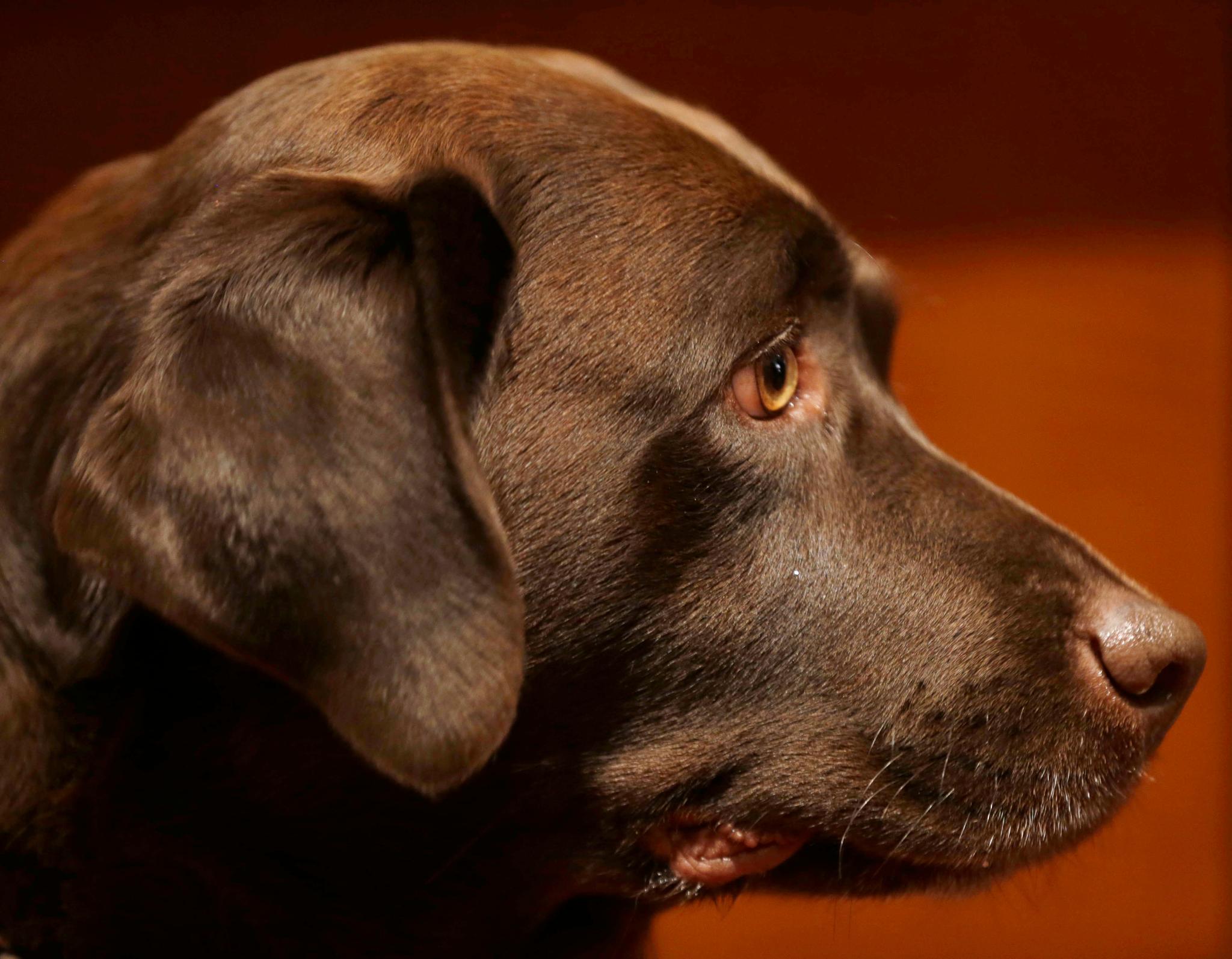 Chocolate Labrador