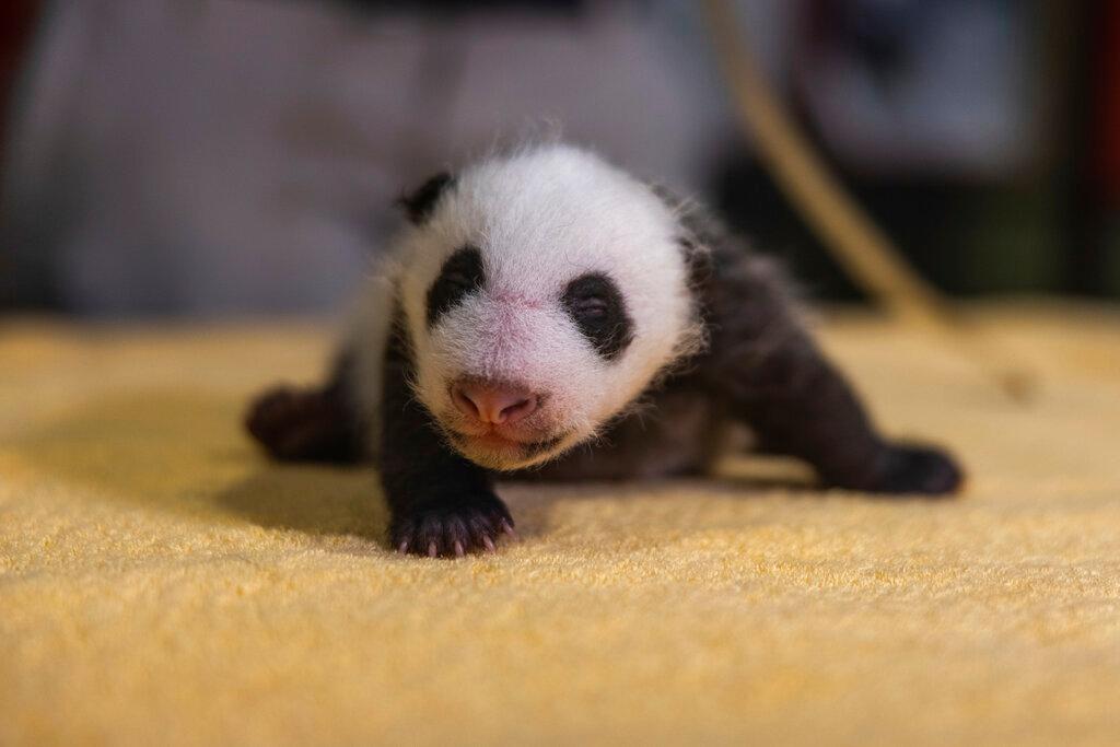 Baby Panda 