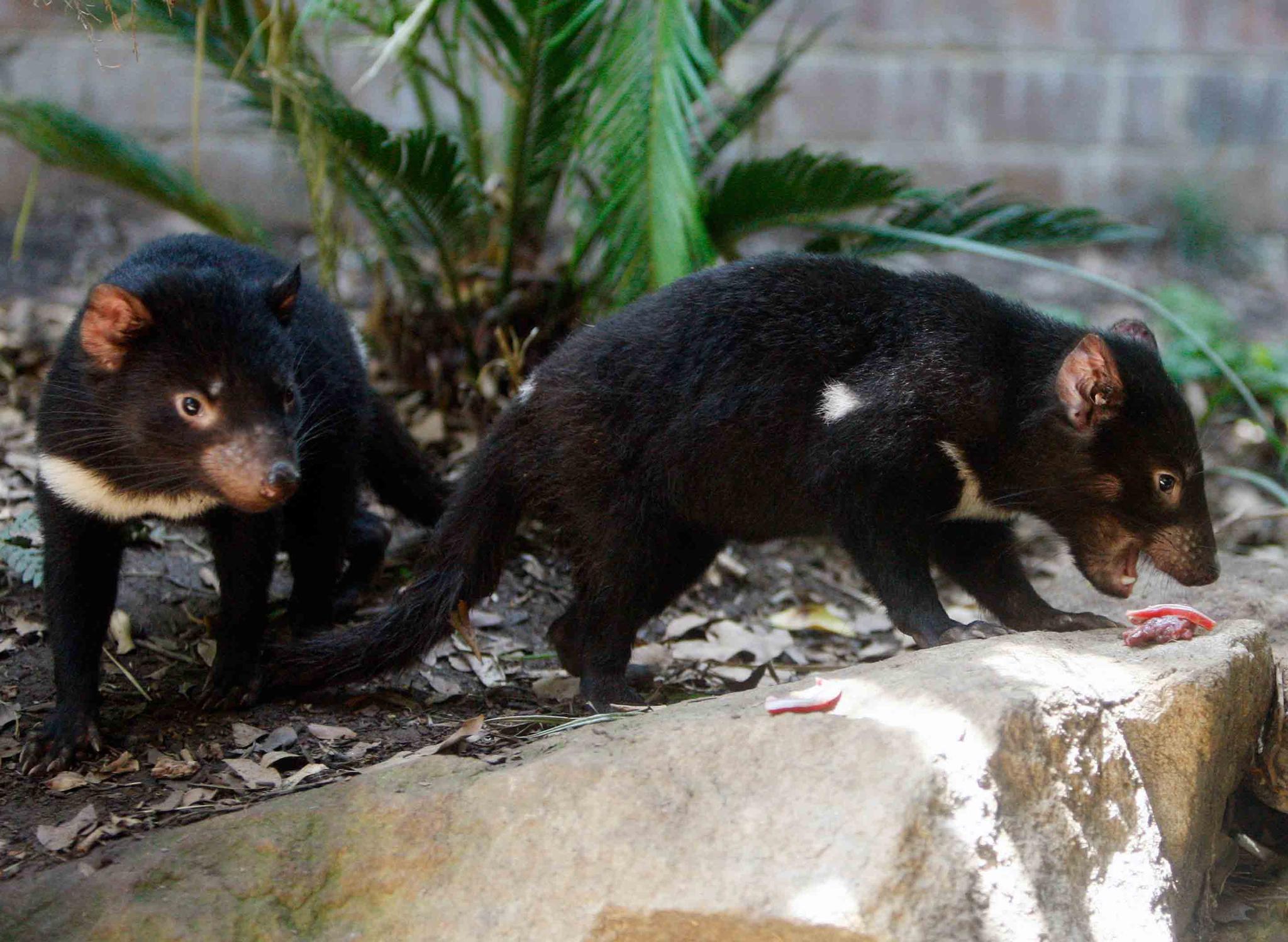 Tasmanian devil cubs search for food during a feeding session in their enclosure at Sydney's Taronga Zoo.