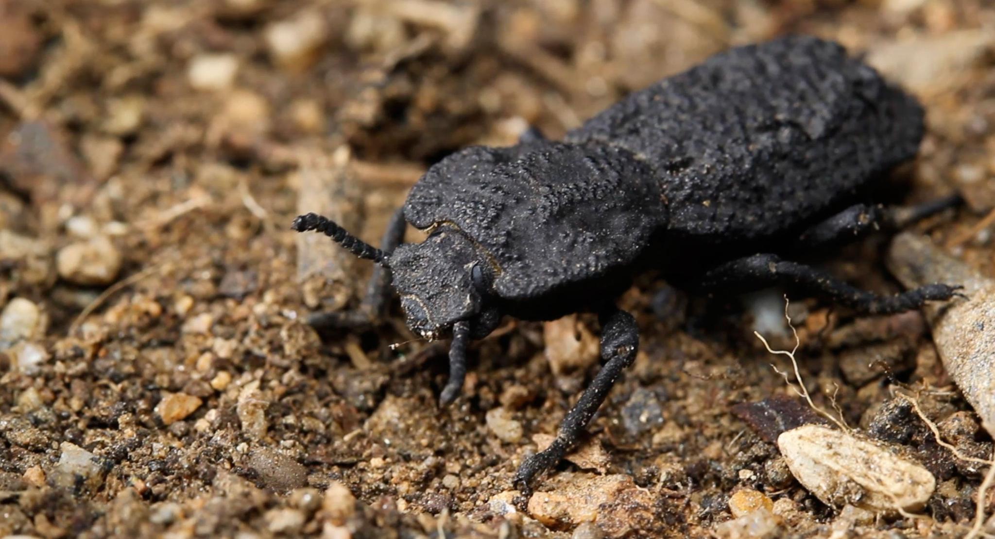 diabolical ironclad beetle