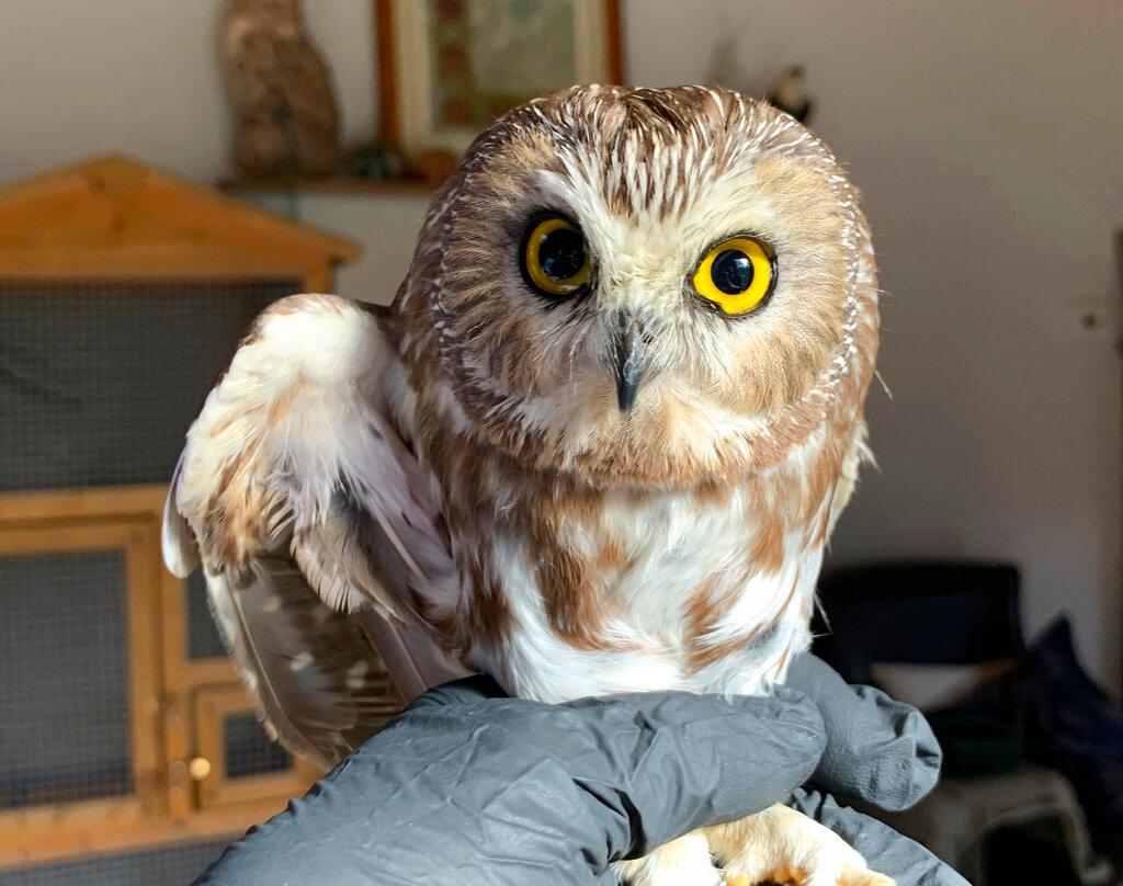 A worker helping to get the Rockefeller Center Christmas tree in New York City found the tiny owl among the tree's massive branches 
