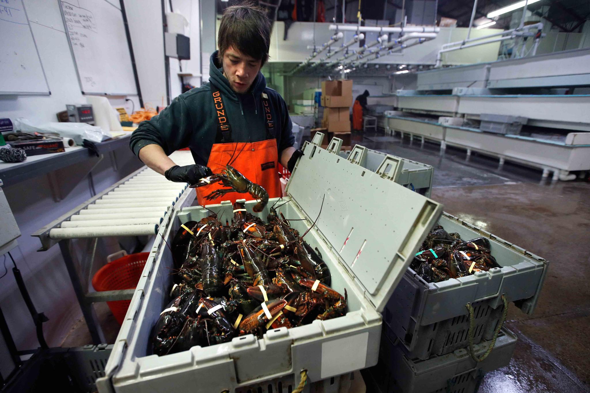 Issac Nicoll packs lobsters for shipment at the Lobster Company in Kennebunkport, Maine.