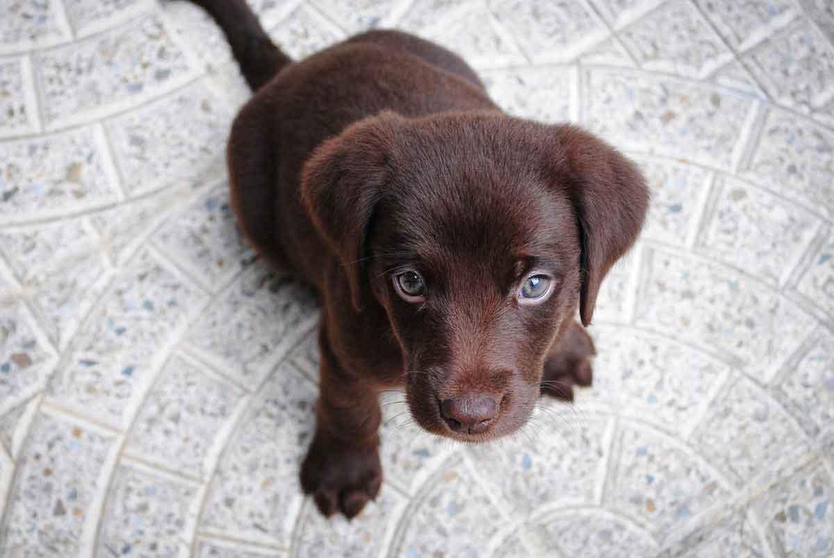 Chocolate Lab Puppy 