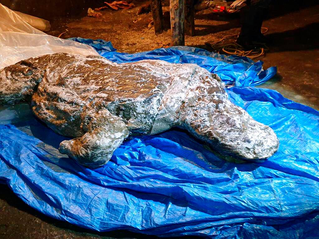 carcass of a woolly rhino