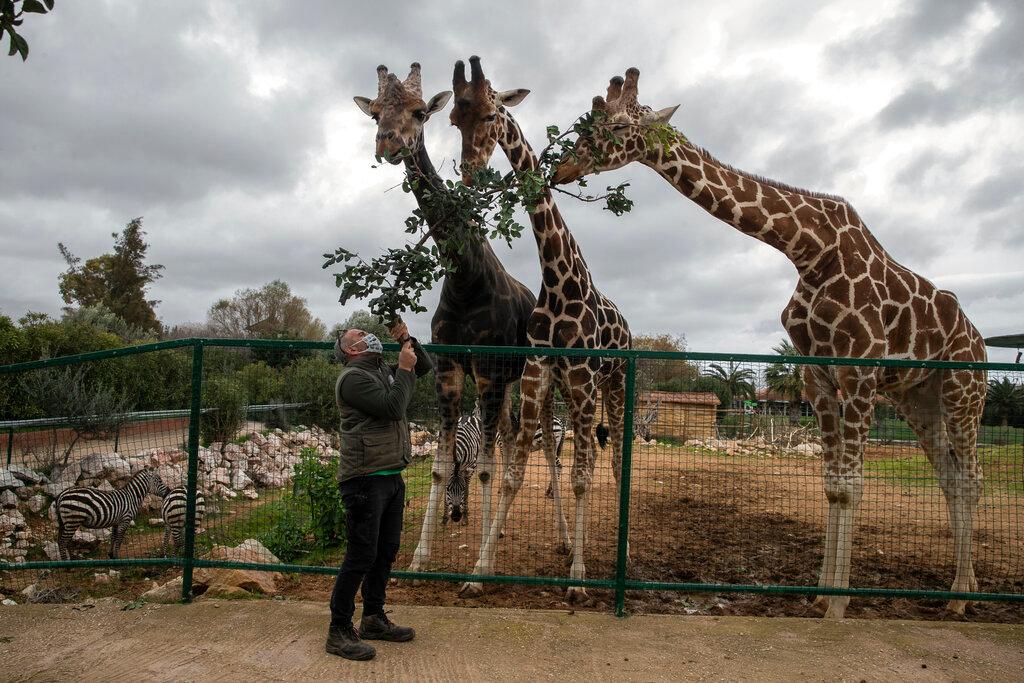 Zoo curator Adonis Balas feeds three giraffes at the Attica Zoological Park in Spata, near Athens, on Tuesday, Jan. 26, 2021. After almost three months of closure due to COVID-19, Greece's only zoo could be approaching extinction: With no paying visitors or state aid big enough for its very particular needs, it still faces huge bills to keep 2,000 animals fed and healthy.