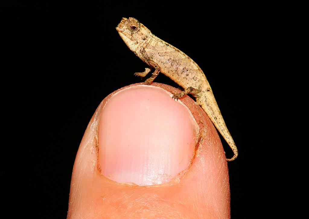 a newly discovered species of chameleon