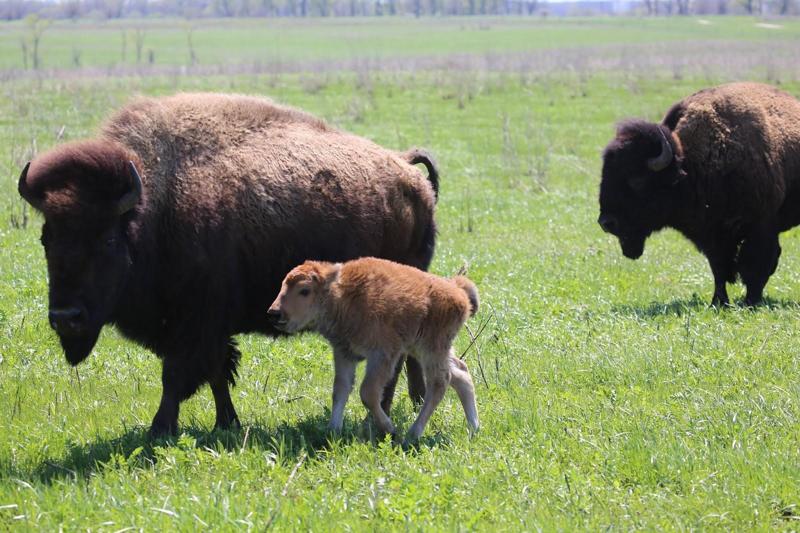 3 bison