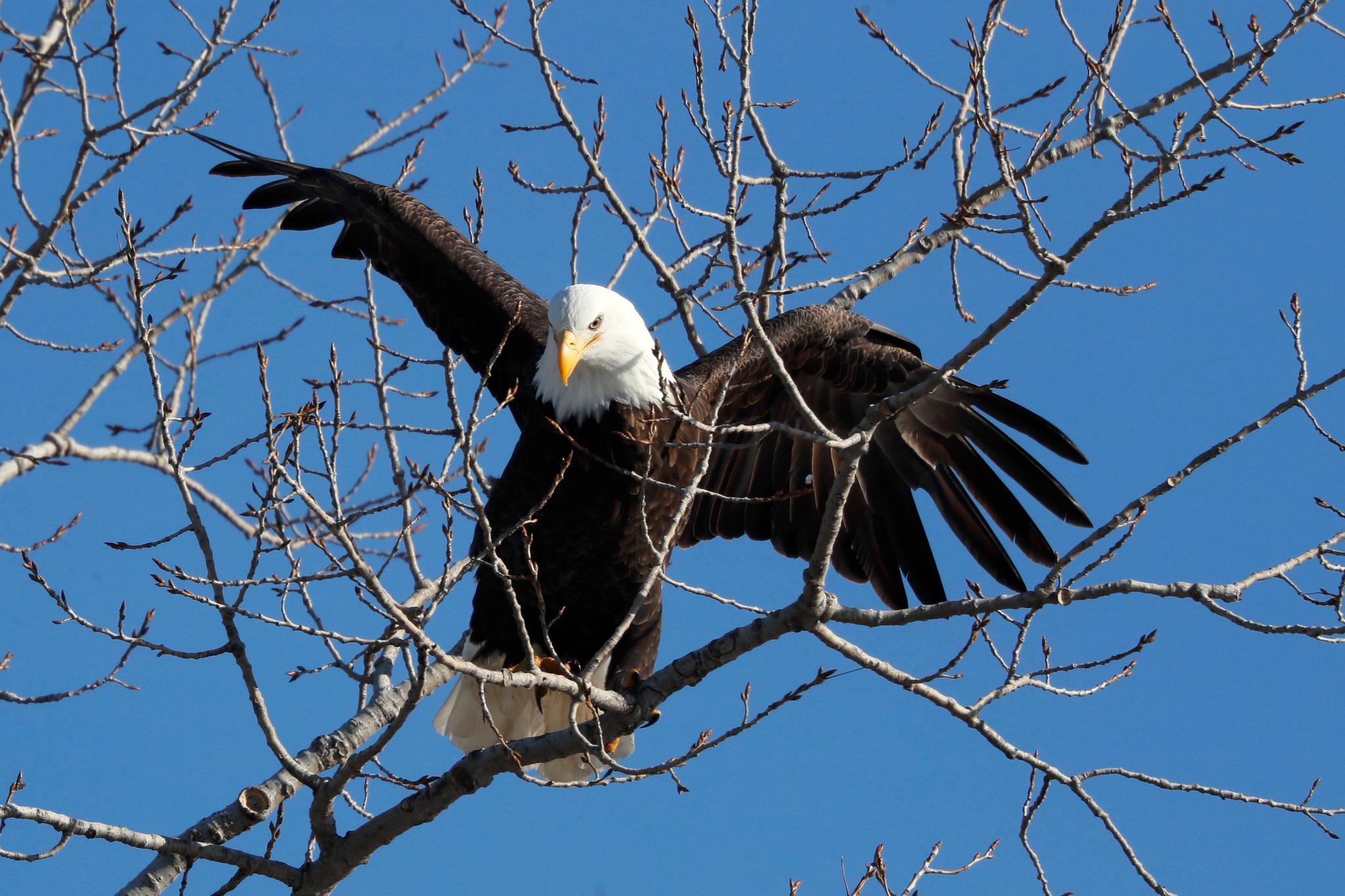 A bald eagle lands in a tree overlooking the Des Moines River 