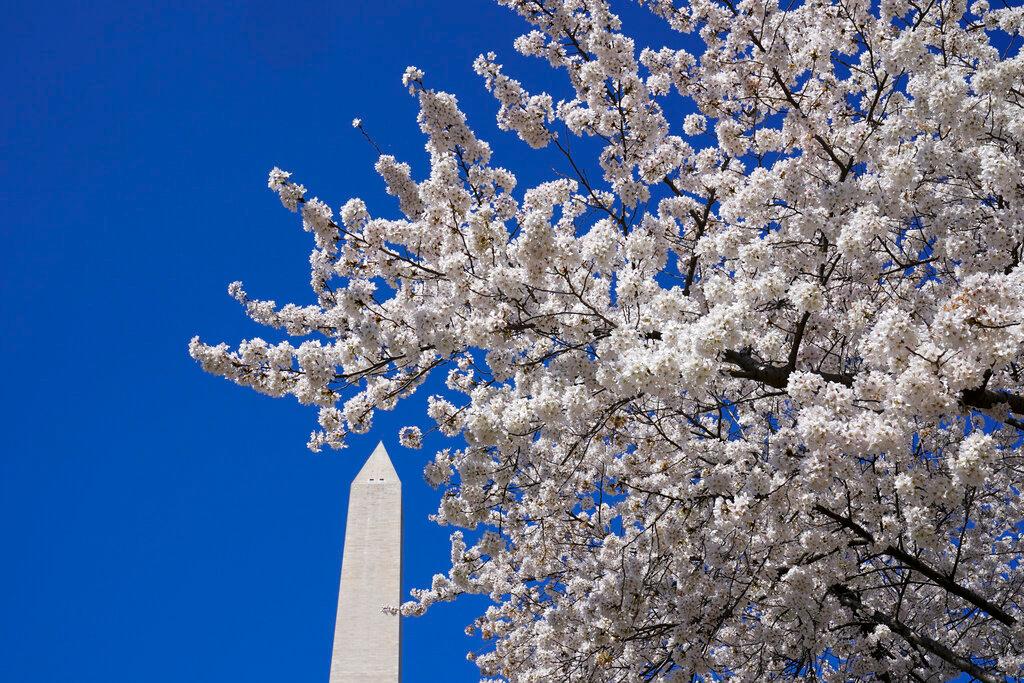 Cherry Blossoms in Washington 