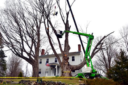 Worker cutting down sugar maple tree in New Hampshire 