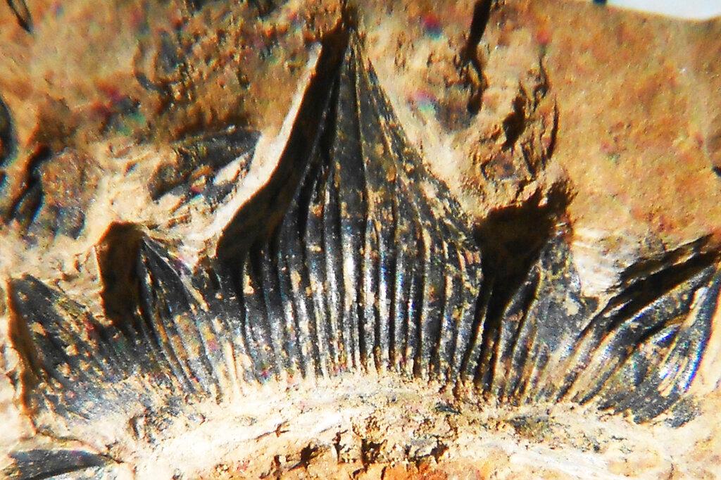 In this undated photo provided by John-Paul Hodnett is a single tooth on the lower jaw of a 300-million-year-old shark species named this week following a nearly complete skeleton of the species in 2013 in New Mexico. Discoverer Hodnett says it was the short, squat teeth that first alerted him to the possibility that the specimen initially dubbed "Godzilla Shark" could be a species distinct from it's ancient cousins, which have longer, more spear-like teeth. The image was taken using angled light techniques that reveal fossil features underneath sediment.