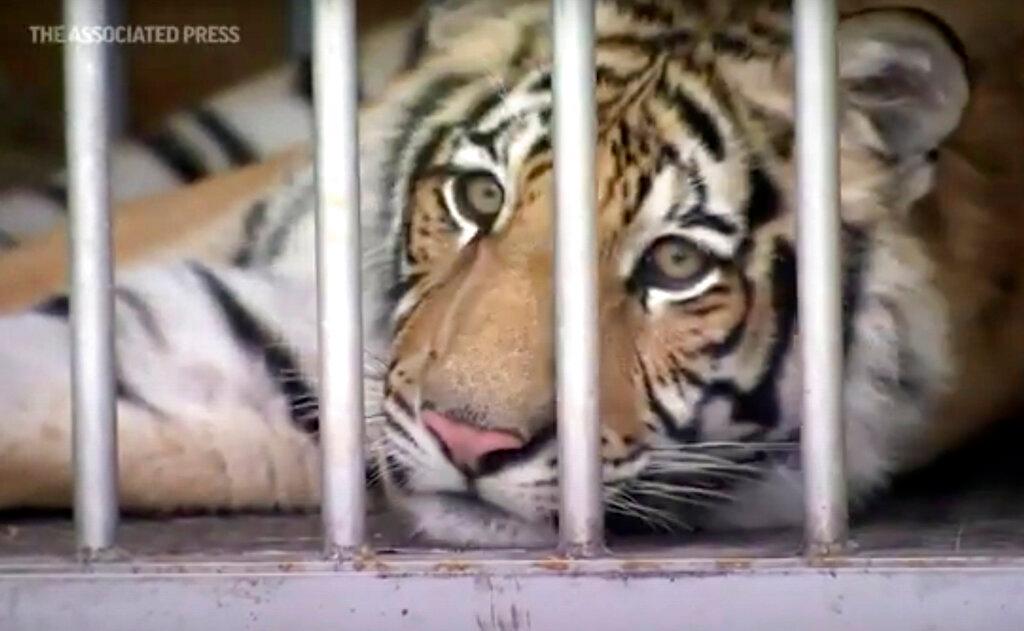 tiger in cage