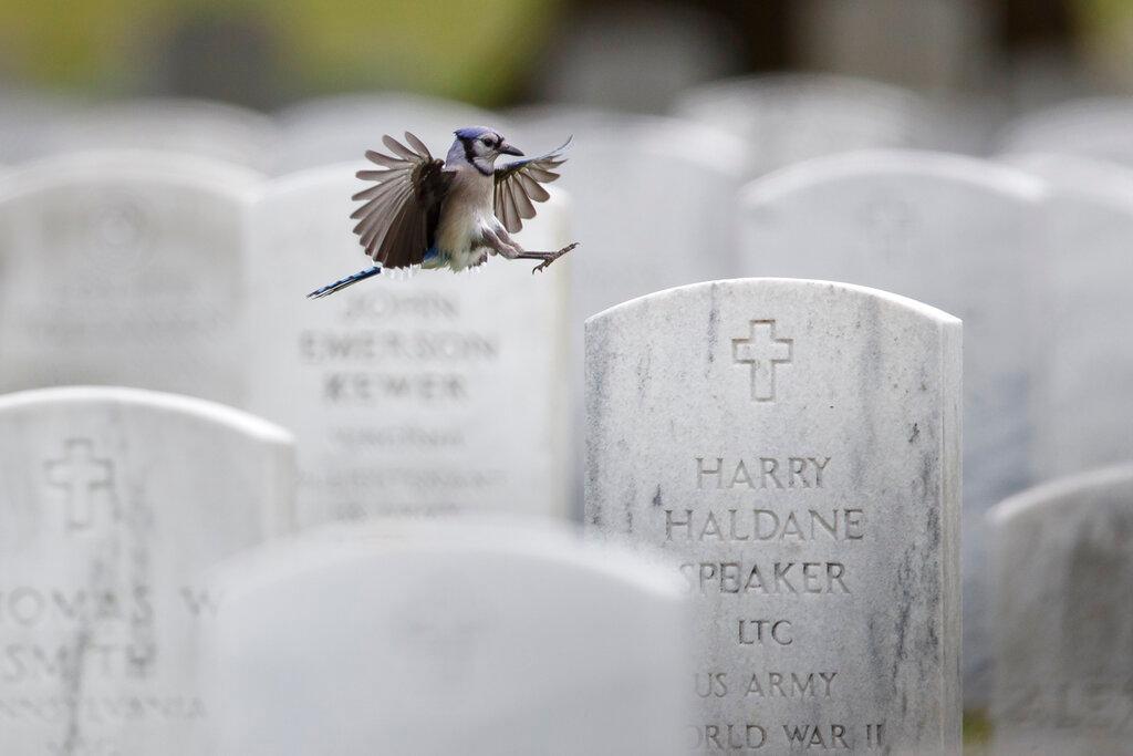 A blue jay lands on the headstone of Lt. Col. Harry Haldane Speaker at Arlington National Cemetery 