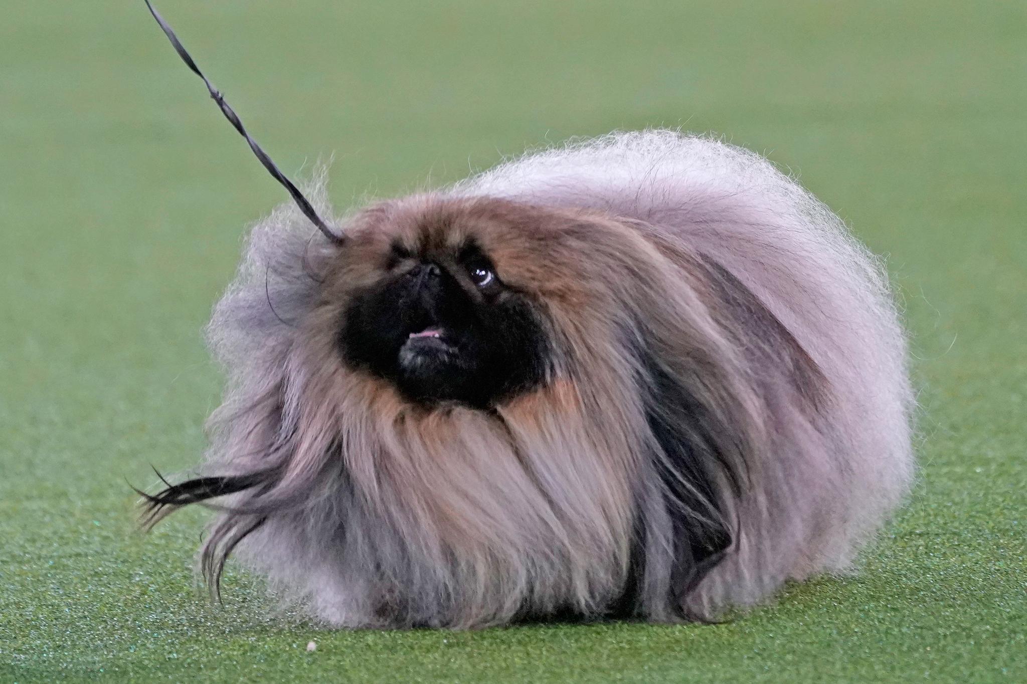 Pekingese named Wasabi wins Westminster show